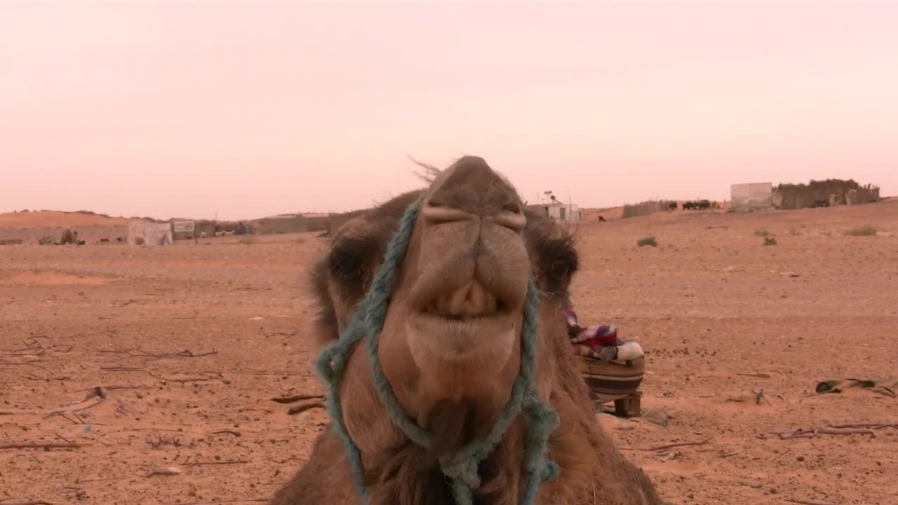 Dromedary Desert Tataouine Tunisia Sahara Animal