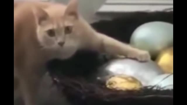 Funny Cat Moment Pt.2