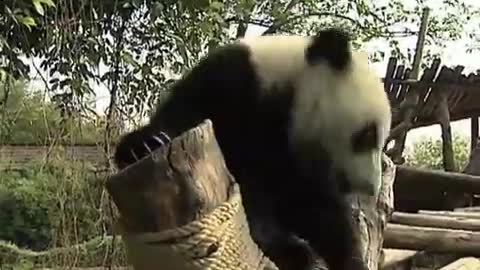 Happy giant pandas