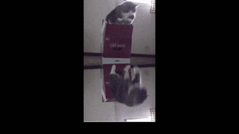 cat gif video