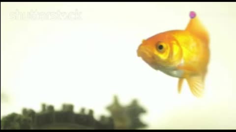 The little gold fish story