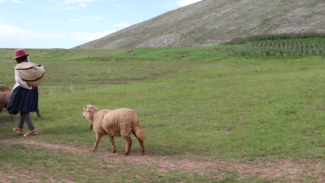 Vida de Campesinos
