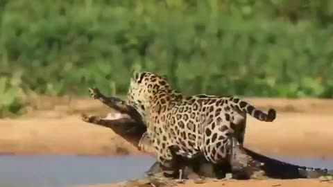 Alligator vs Jaguar