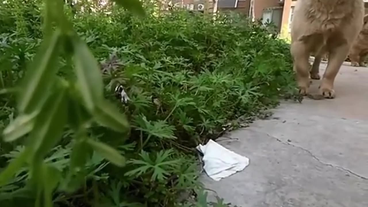 put a camera on my cat to track his beef with other cats. FUNNY PT.4