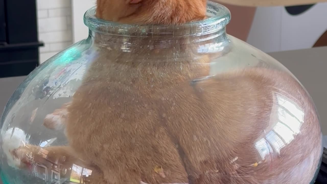 Cat Squeezes Into Narrow-Mouthed Vase