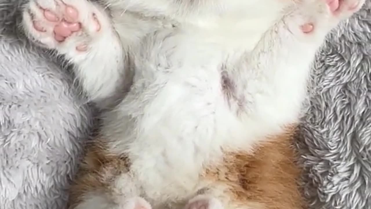 "Sweet Dreams: Adorable Sleeping Kitten Melts Hearts!"