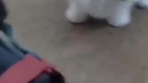 People unknowledgley capture funny video😅