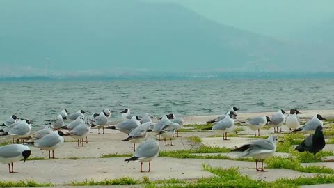 Seagulls on the boardwalk with the sea in the background