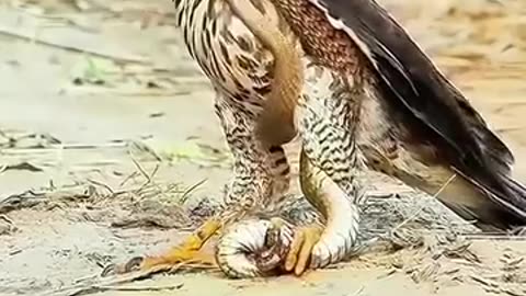 Falcon and snake fight