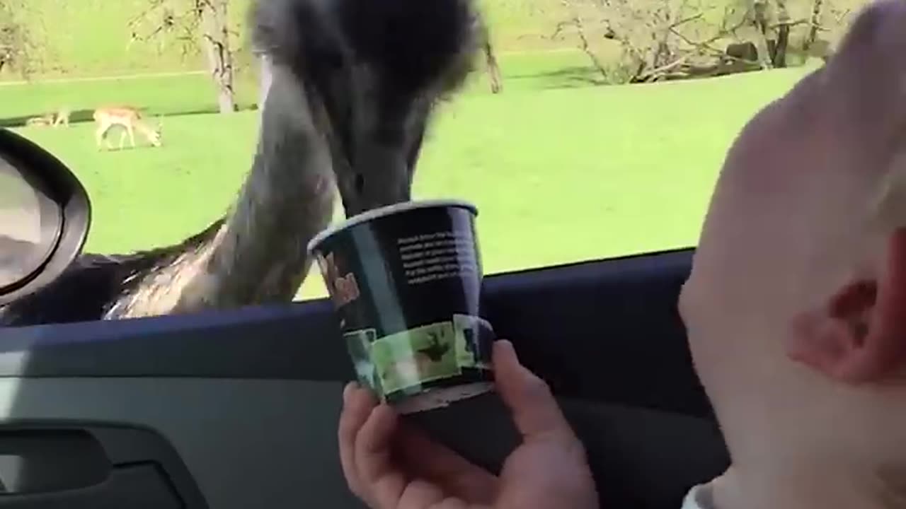 Baby Can't Stop Laughing At Ostrich Eating Food