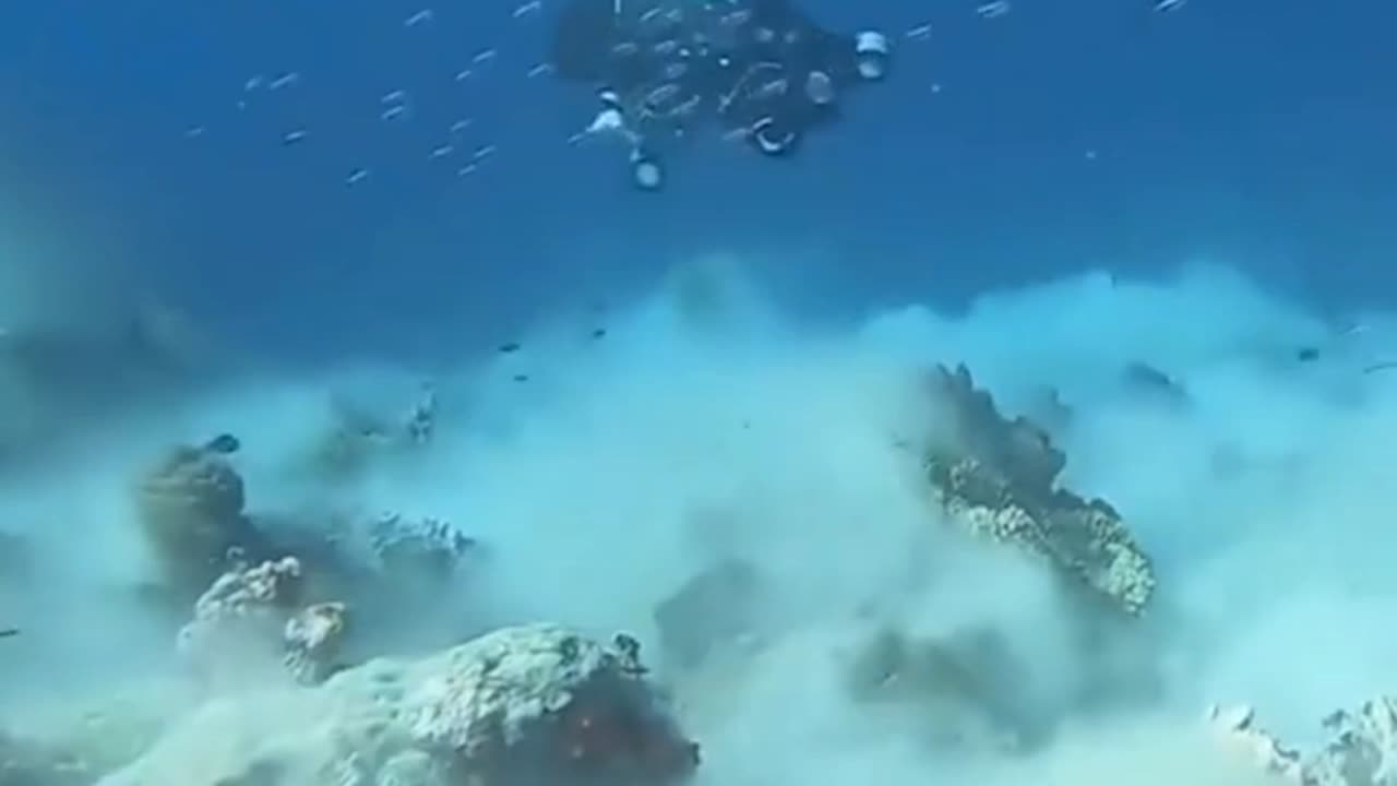 scare at the bottom of the sea 😱😱😱