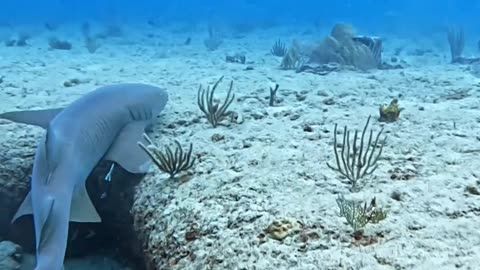 nurseshark beauty