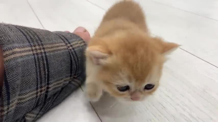 Adopted kitten meows and learns to walk to the voice of mother and dad cat