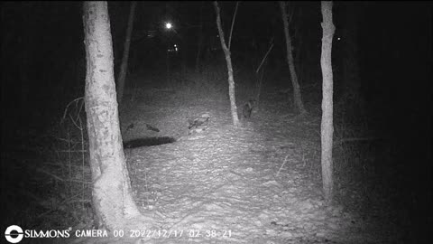 Backyard Trail Cams - Red Fox