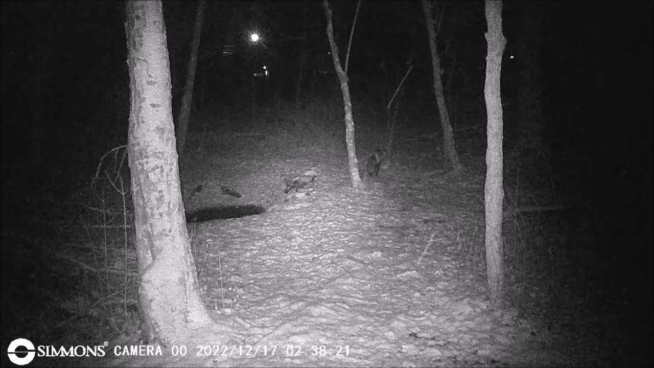 Backyard Trail Cams - Red Fox