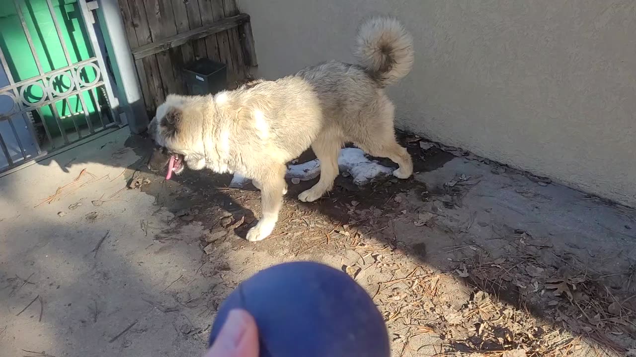 Pixie Plays with a Barrett Ball - Caucasian Ovcharka Dog - Caucasian Shepherd