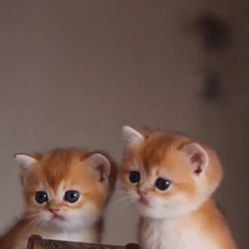 OMG So Cute Cat Video ❤ #cat #kittens #short