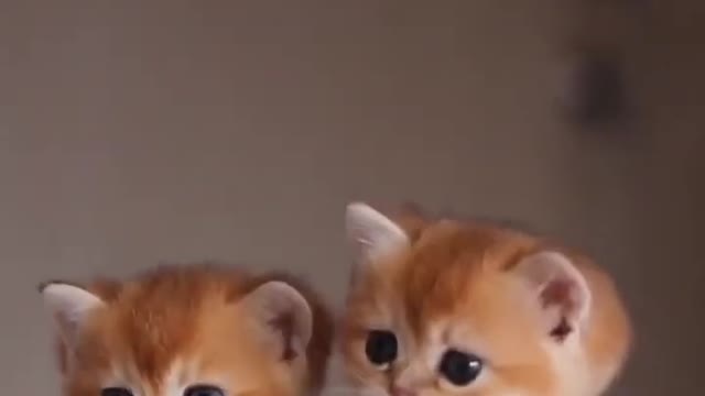 OMG So Cute Cat Video ❤ #cat #kittens #short