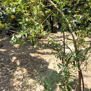 My pomegranate tree is already bearing fruit