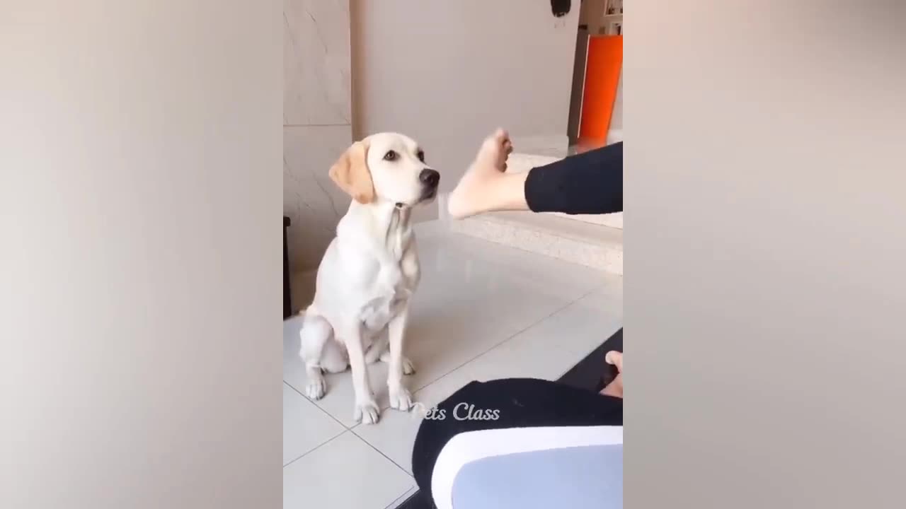 Dog funny act