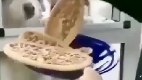 Best Dog video Compilation
