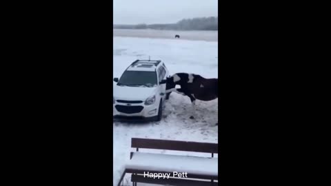 Funniest Animals 2023 - Funniest Cats and Dogs