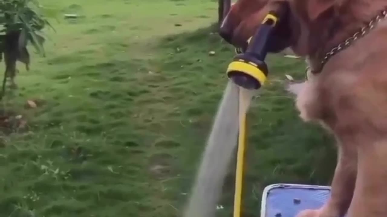 Wait for dog twist 🤣😆😂