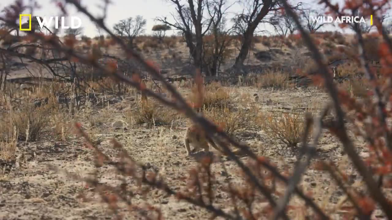 Animal wild