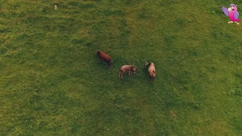 COWS MOOING AND GRAZING IN A FIELD