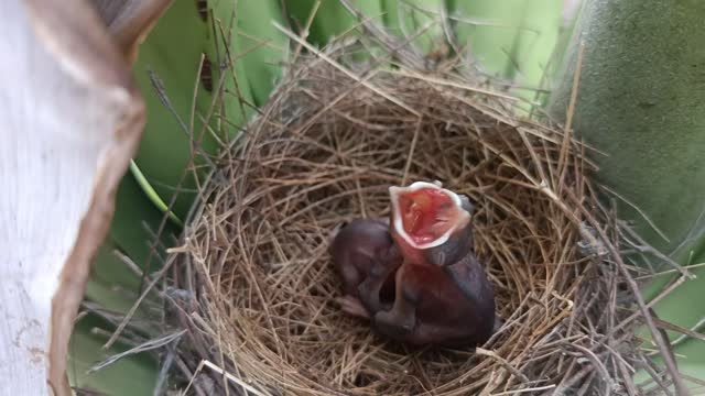 bulbul birds baby