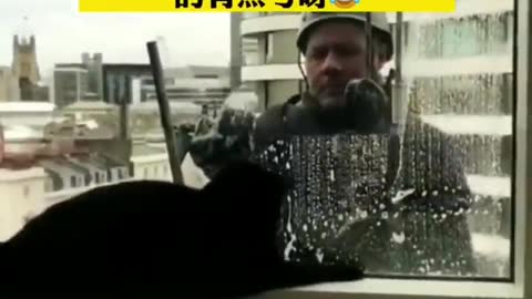AWW Top Funny Cats And Dogs Videos