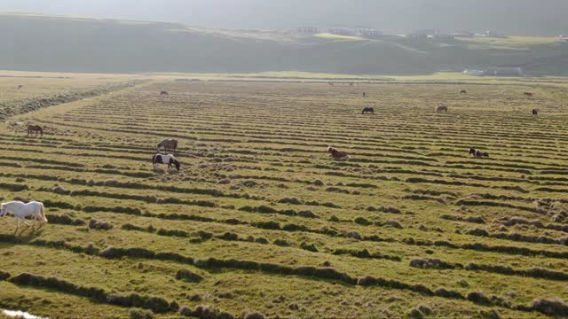 aerial view of horse