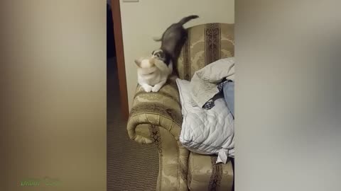 Funny Cats