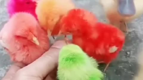 Baby chicken