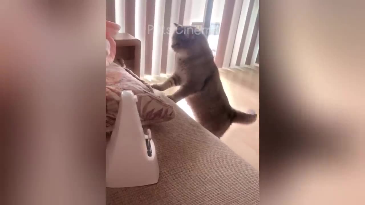 New Funny Animals 2023 😄 Funniest Cats and Dogs 😹🐶 Part 4