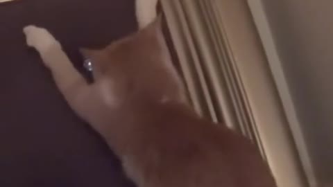 Orange cat behavior 😤 🎥
