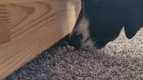 Cat vs Dog