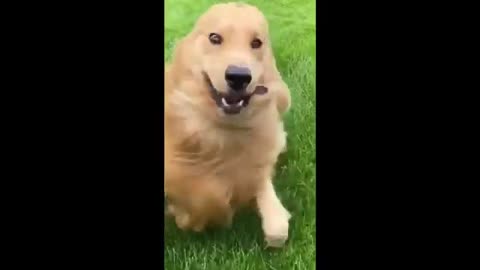 funniest animal videos best cute cats and crazy dog