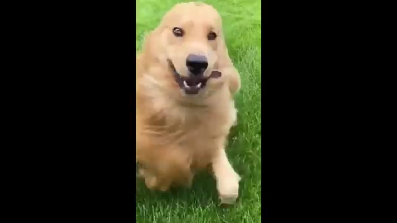 funniest animal videos best cute cats and crazy dog