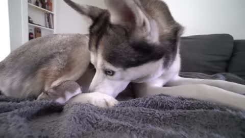 Husky and Hamster Are Best friends!