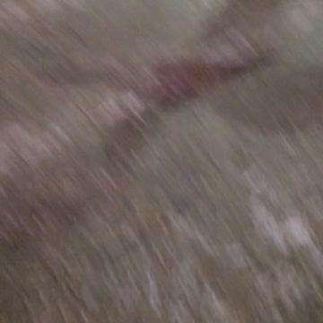 Ottawa protest January 31, 2022 raw video #5