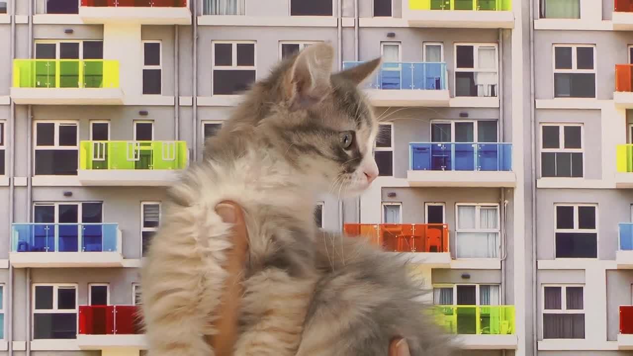 Cute kitten on apartmens background