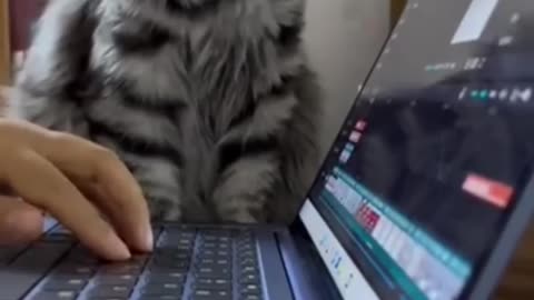 Funny Animals 2023 😂🤣Funniest Cats Dogs Video