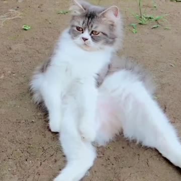 Striped Cat Waiting for His Friend