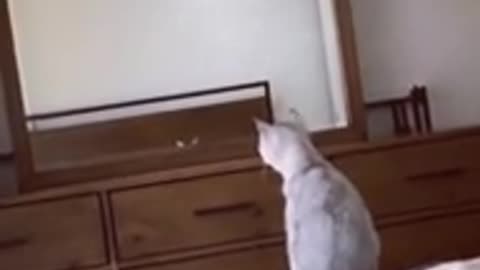 Cat confused himself