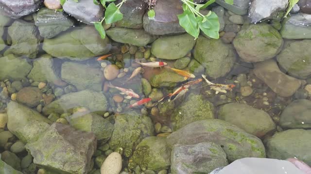 Koi Pond