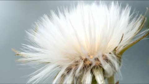 Dandelion opening time lapse