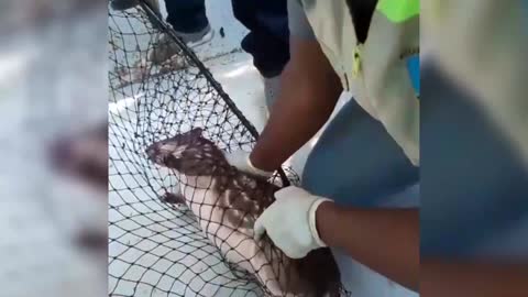 Rescatan guartinaja en Bahía de Castillogrande