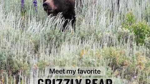 BLACK BEAR OR GRIZZLY BEAR?The most missed question.