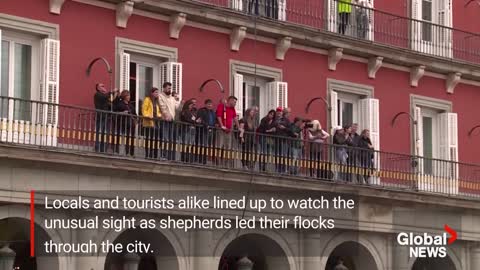 Sheep take over Madrid's streets as they head for winter pastures